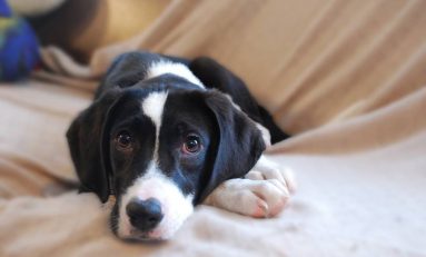 CONSIDER THIS: The True Cost of Pet Ownership