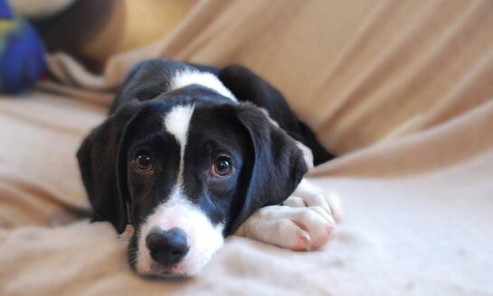 CONSIDER THIS: The True Cost of Pet Ownership