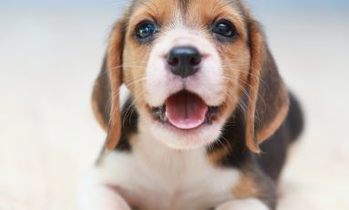 Do you actually own your fur baby? The pet leasing scam you should know about.