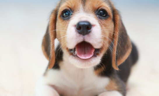 Do you actually own your fur baby? The pet leasing scam you should know about.