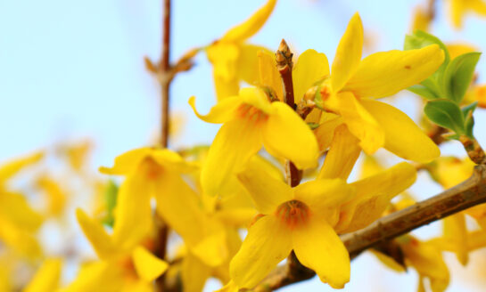 Robins Financial Credit Union sponsors Forsythia Festival