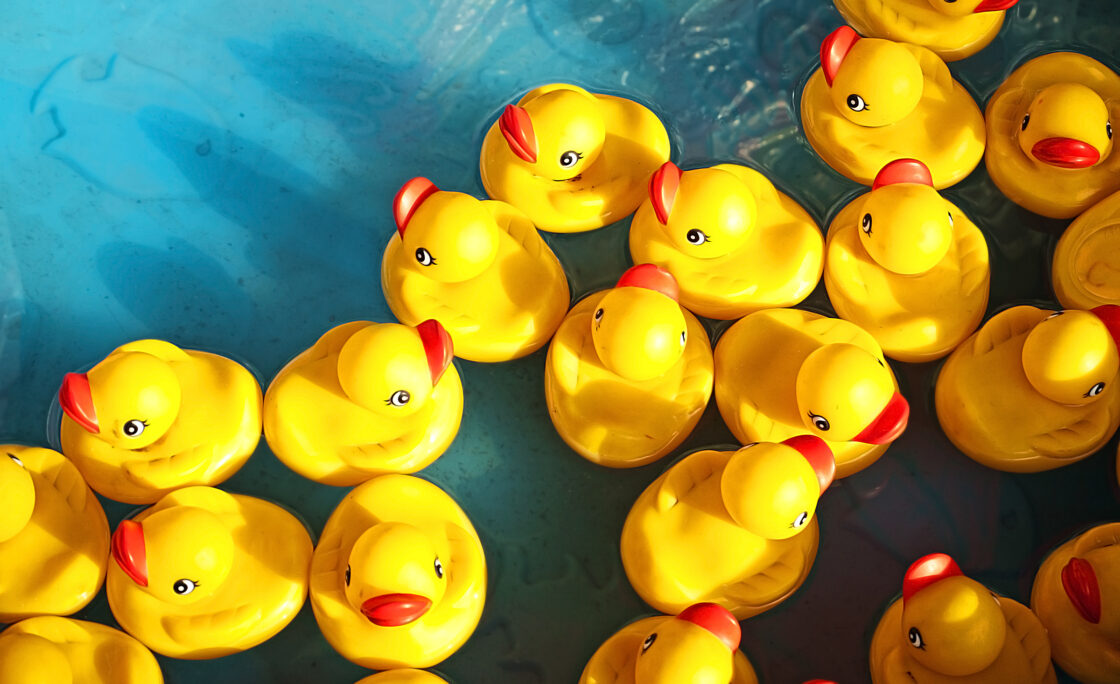North Main Credit Union "decs" a duck to support local literacy