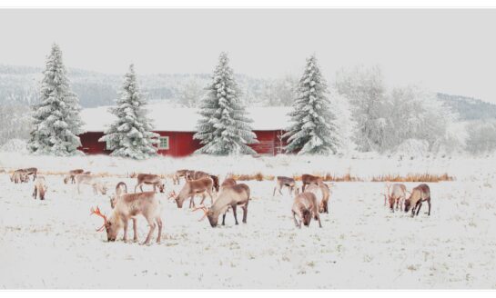 McCoy Federal Credit Union sponsors 20th Annual Greg Warmoth Reindeer Run