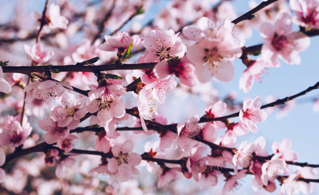 Robins Financial Credit Union sponsors Cherry Blossom Pins