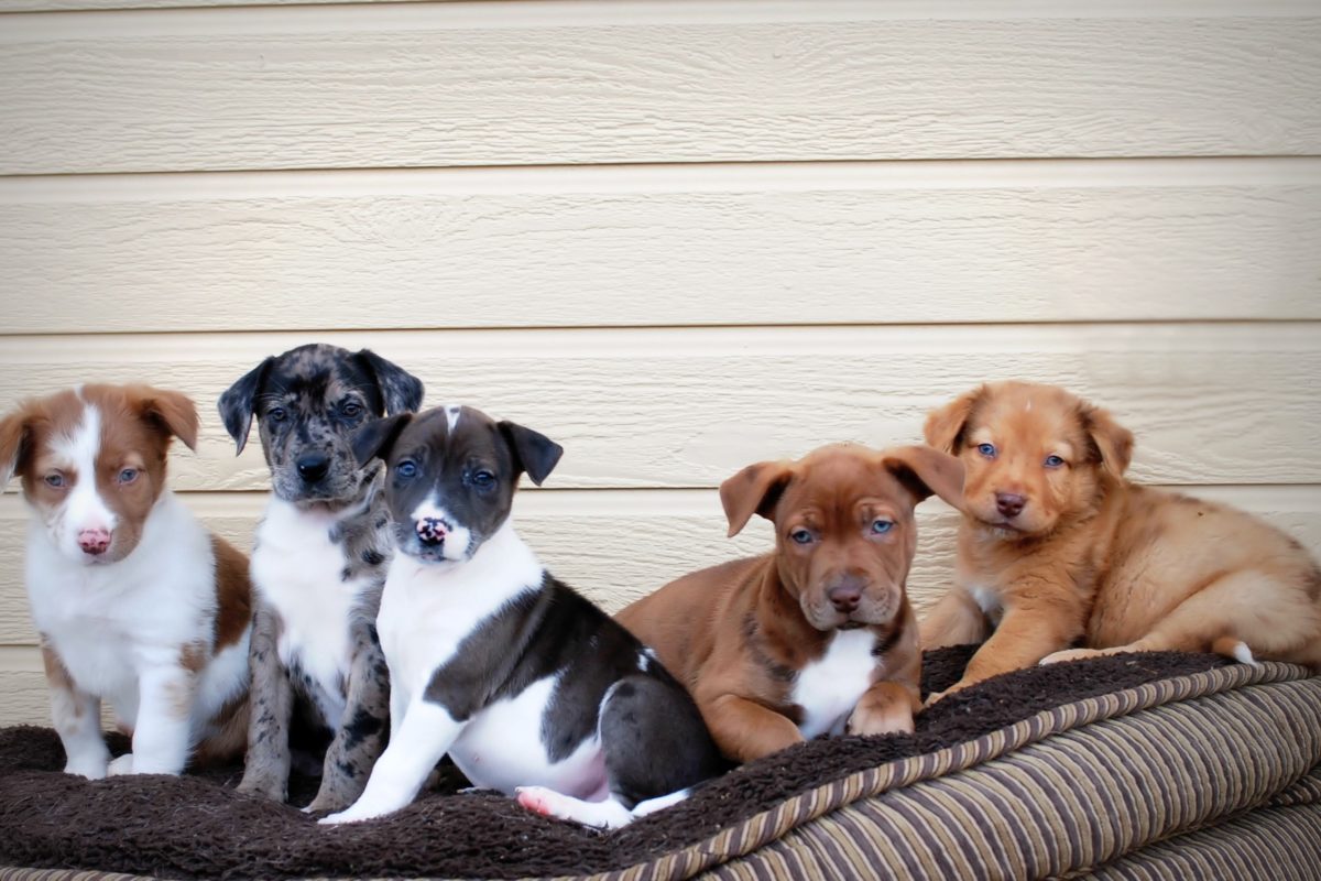 Community First Credit Union of Florida donates to pets in need