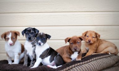 Community First Credit Union of Florida donates to pets in need