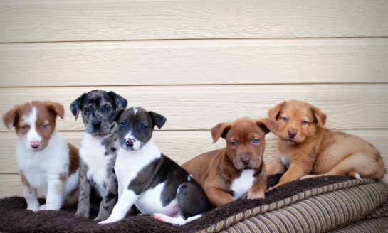 Community First Credit Union of Florida donates to pets in need