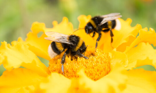 All In Credit Union's 'Bee the Boss' program teaches entrepreneurial skills