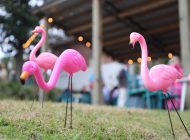 First Commerce Credit Union’s #FlamingoChallenge Returns to Rally Support for North Florida and South Georgia Breast Cancer Patients